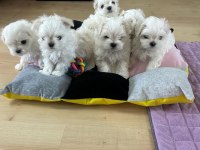 KOREAN MALTESE 1.250 gram