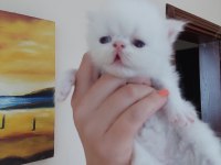 Persian Bebeklerimiz