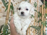 Maltese terrier 60 günlük köpeğimiz
