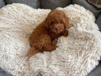 Tuvalet Eğitimli Toy Poodle Yavru