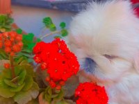 Yavru pekinez köpekler