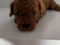 SÜPER KALİTE TOY POODLE YAVRULAR SAHİPLERİNİ BEKLİYOR