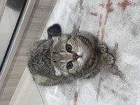 3 minik scottish fold yavrumu sahiplendirmek istiyorum