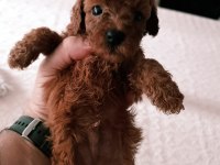 Toy Poodle Yavrularımız