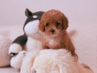 İzmirin Toy Poodle Yavrusu