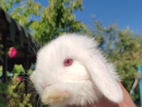 3 haftalık temiz Hollanda lop tavşan yavruları