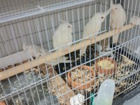 Yavru albino toplam beş tane var sağlıklı kuşlar