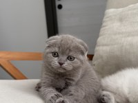 Scottish fold kedisi 55 günlük