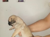 Oyuncu pug bebekler