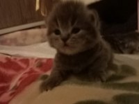 Zeka küpü british longhair