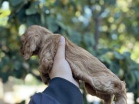 Çok güzel cocker köpekler sütten yeni kesildi