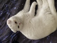 erkek scottish Fold 1 yaşında