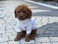 KİLO GARANTİLİ TOY POODLE YAVRULARIMIZ