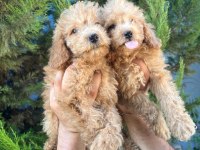 Maltipoo Yavrular Adrese Gönderim ve Kapıda Ödeme Vardır