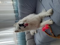 Ücretsiz samoyed sahiplendirme
