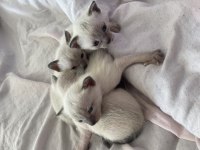 YAVRU SAFKAN SİYAM KEDİLER