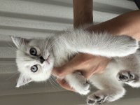 Blue point scottish fold yavrular