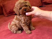 Toy poodle sıfır boy yavrular kore kan