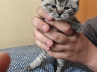 british shorthair son kalan yavrularımız