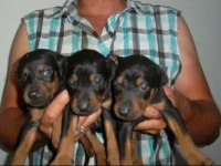 HARİKA KALİTEDE DOBERMAN YAVRULARI