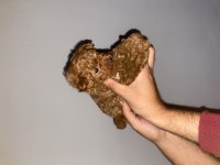 A class toy poodle bebekler