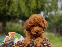 Şecereli Dişi Ve Erkek Toy Poodle Yavrularımız