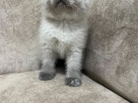 Safkan british shorthair AYI SURAT TOP KAFA bebiş