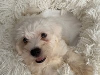Maltese Terrier Köpeği