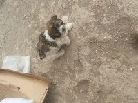 Süs köpeği yer Niğde merkez