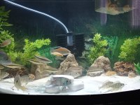 1 metrelik bombeli mobilyalı akvaryum full