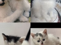 Minnoşlar tekirler