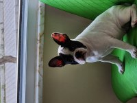 Fransız bulldog yavrularımız yeni yuvalarına hazırlar