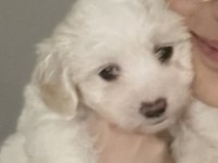 2 aylık erkek yavru maltese