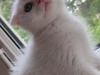 Scottish Fold Dişi Hemen Teslim