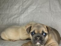 TÜRKİYENİN EN İYİ FRENCH BULLDOG YAVRULARINDAN