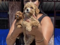 Ufacık maltipoo yavrularım