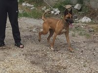 A KALİTELİ SAF BELÇİKA KURDU DİŞİ