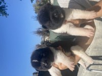 Amerikan Akita Yavrularımız