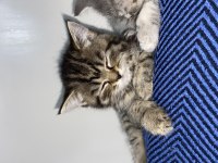 3 tane british shorthair yavrum var
