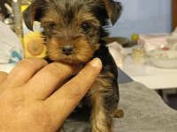 10 Temmuz Doğumlu Orjinal Yorkshire Terrier Yavruları