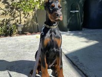 İsteğe Özel Estetik Dobermanlar