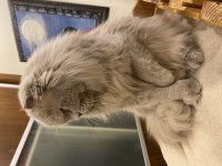 Safkan longhair artık bakamadığımdan sahiplendiriyorum