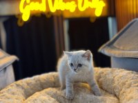 Orjinal Baby Face British Shorthair Blue Point Bebeklerimiz