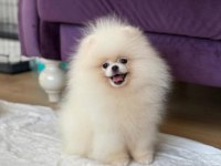 Ayı surat pomeranian boo
