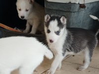 Ankara Çankayadan Safkan Husky Sibirya Kurt Yavruları