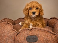 BABYFACE MALTİPOO YAVRULARIMIZ