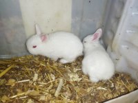 Cüce tavşan yavrularımız