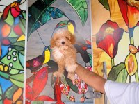 Antalya maltipoo