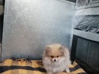 Pomeranian köpeği