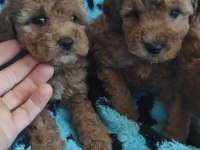 TOY POODLE KALİTESİNDE MALTİPOO YAVRULARI 